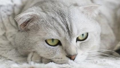 九游娱乐-篮网调整策略主场止败，篮网问题