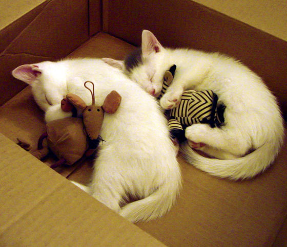 奇才当家球星伤退,战局变得扑朔迷离,奇才以前的当家球星