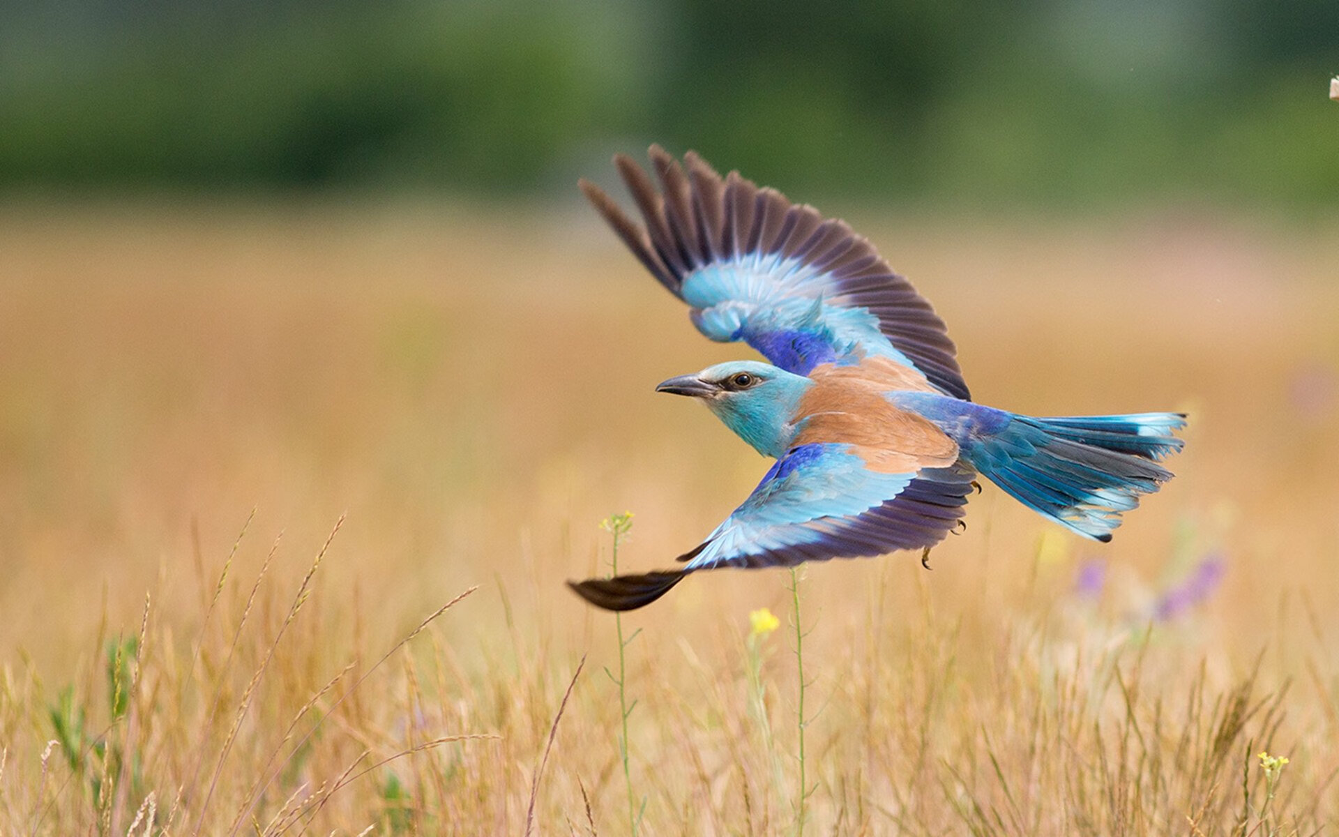 意甲创新引援策略,攻坚战持续火热,意甲联赛官方赞助商