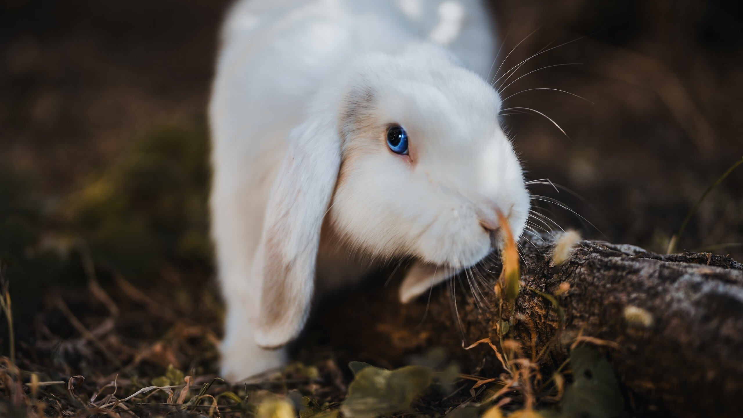 球迷投票：你觉得哪场比赛最令人难忘？，球迷排行