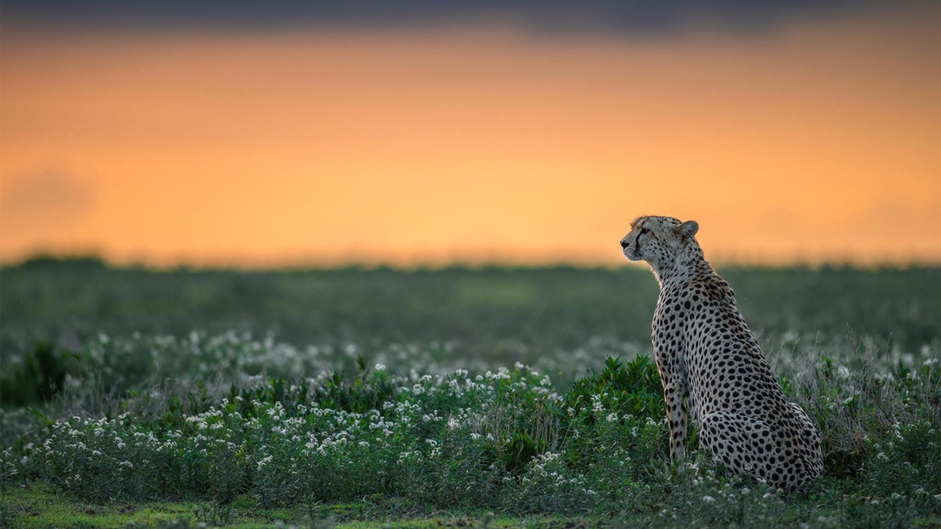 球迷互动:线上投票支持心仪球员,有什么足球投票的app