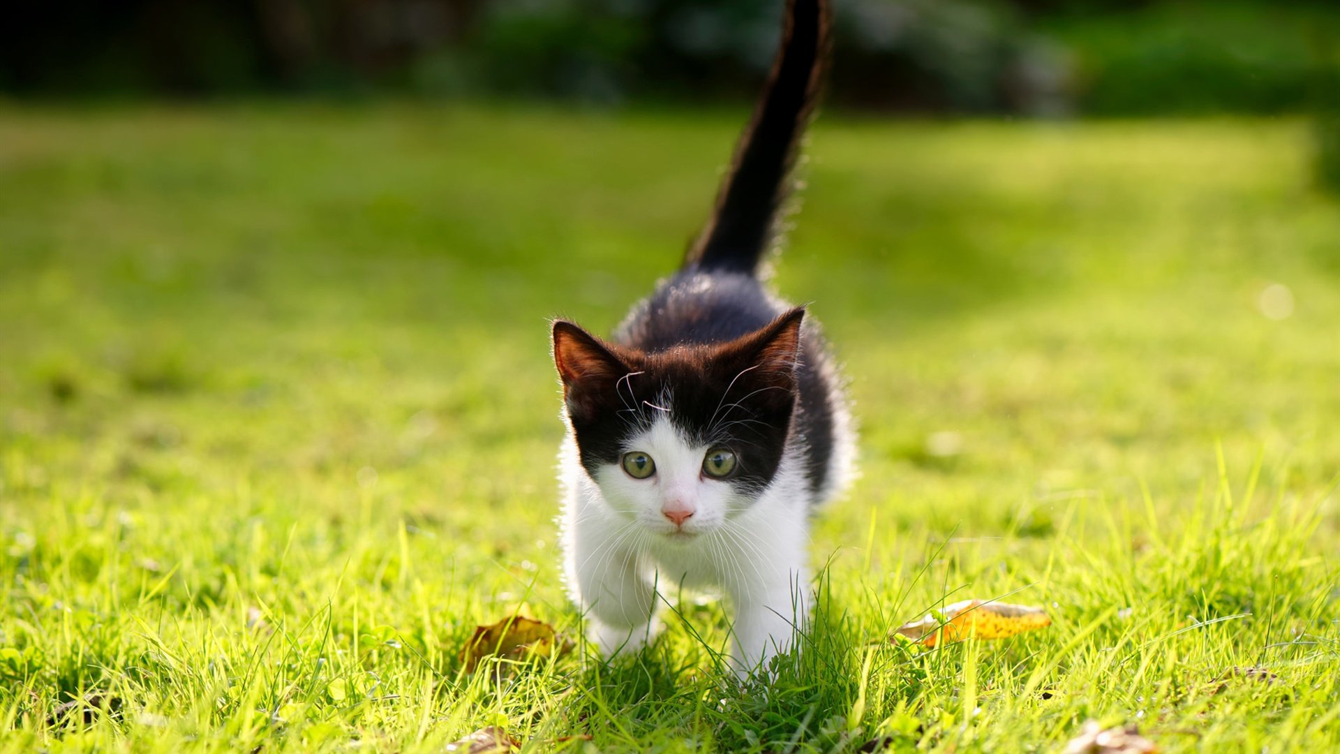 九游娱乐APP-篮球运动装备研发智能化进程加快，篮球装备大全