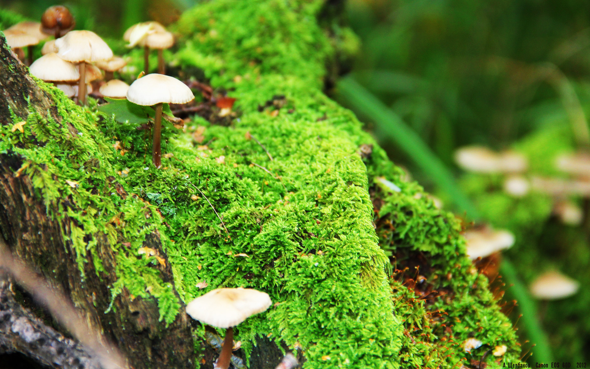 Gen.G选手国际赛表现突出,gen.g比赛