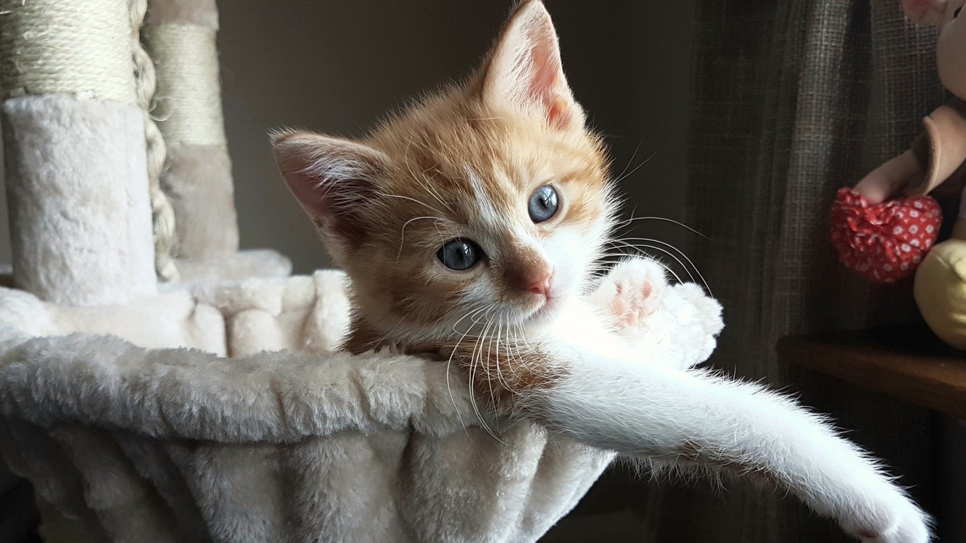 EDG锁定季后赛席位,edg季后赛首发名单